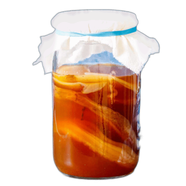 Kombucha Scoby (Starter Tea)