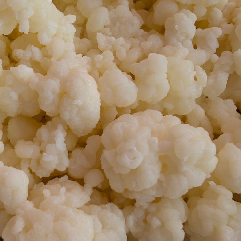 Organic Milk Kefir Grains